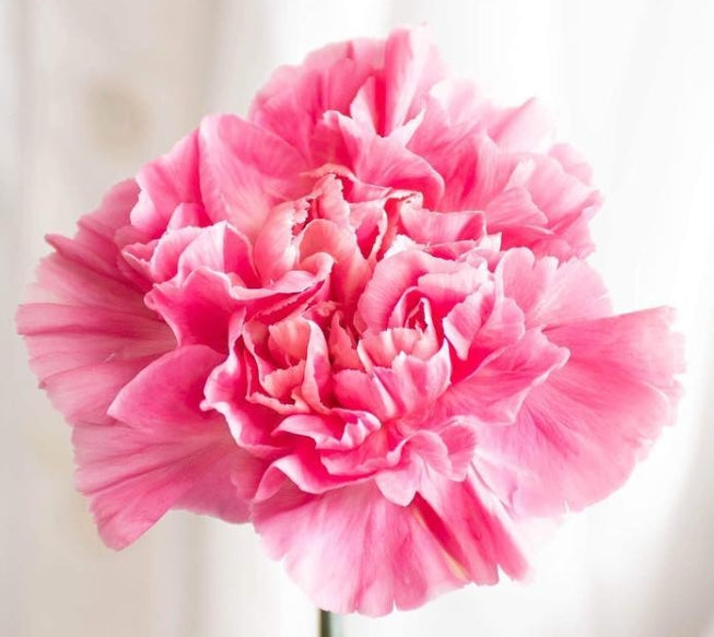 Dianthus caryophyllus 'Femininine minami' 100 Seeds
