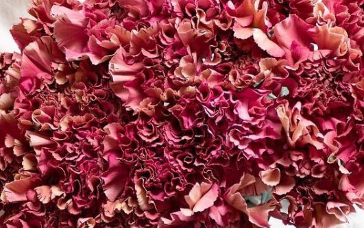 Dianthus caryophyllus 'Viperwine' 100 Seeds