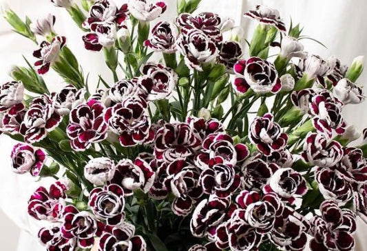 Dianthus 'Blackjack' 100 Seeds