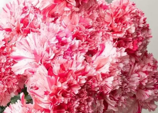Dianthus caryophyllus 'Pop music' 100 Seeds