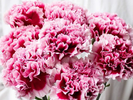 Dianthus caryophyllus 'Perseus' 100 Seeds