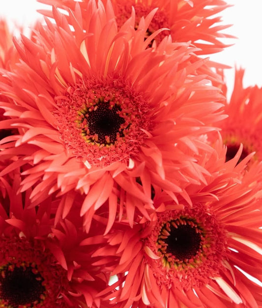 Gerbera ’Courtois’ 50 Seeds