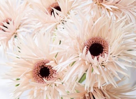 Gerbera ‘Cream Springs’ 50 Seeds