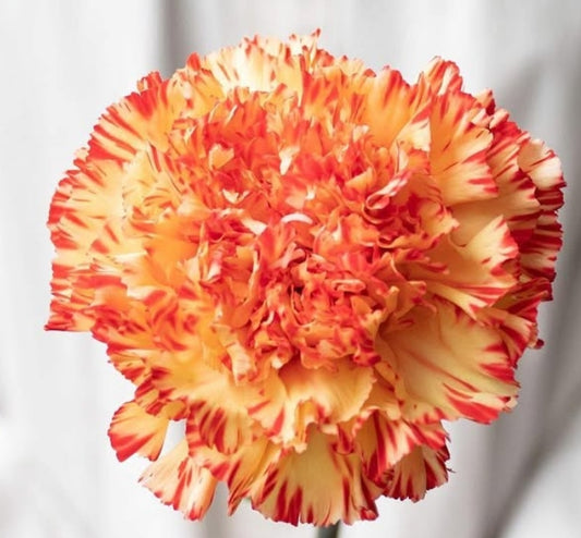 Dianthus caryophyllus 'Gimlet' 100 Seeds