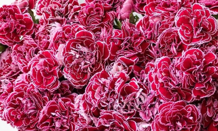 Dianthus 'Barbatos' 100 Seeds