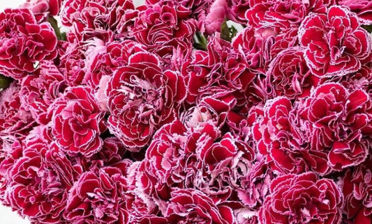 Dianthus 'Barbatos' 100 Seeds