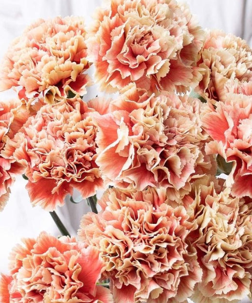 Dianthus caryophyllus 'Primero mango' 100 Seeds