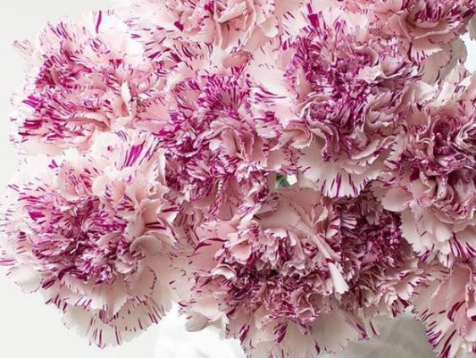 Dianthus caryophyllus 'Yukari' 100 Seeds
