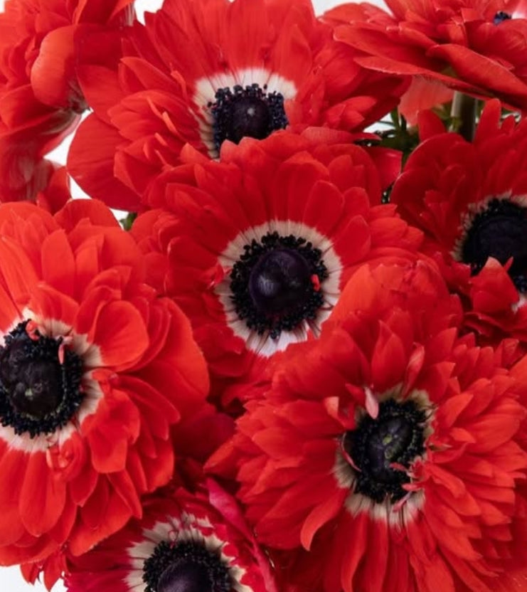 Anemone coronaria’ Levante Rosso’ 6 Bulbs