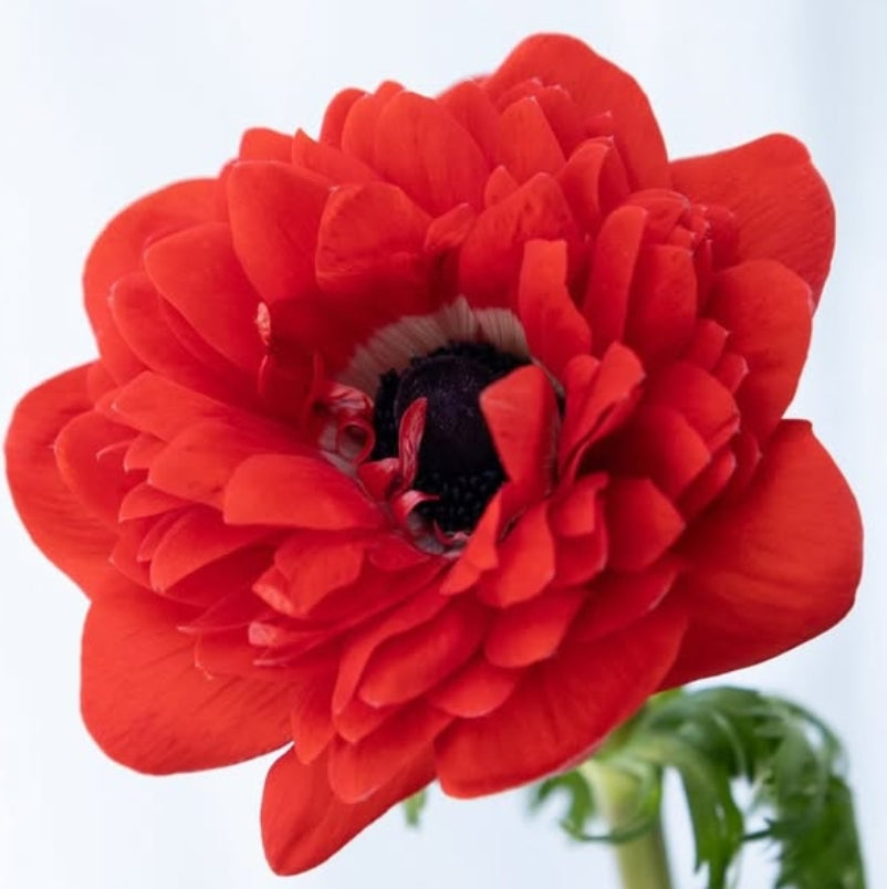 Anemone coronaria’ Levante Rosso’ 6 Bulbs