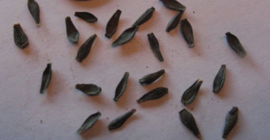 Dahlia 'Comel' 100 Seeds