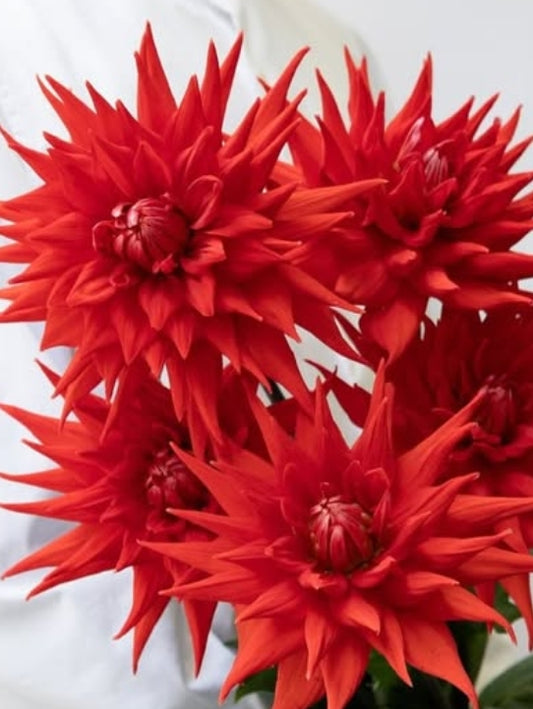 Dahlia ’Red cactus’ 100 Seeds