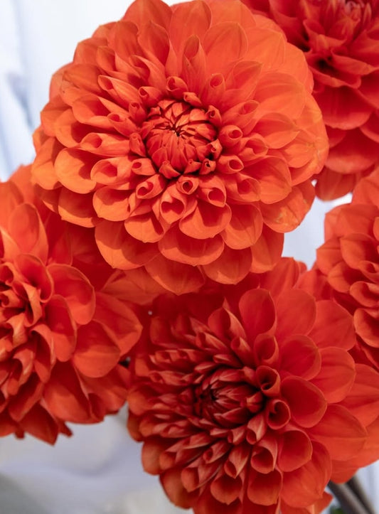 Dahlia ‘Mikan’ 100 Seeds