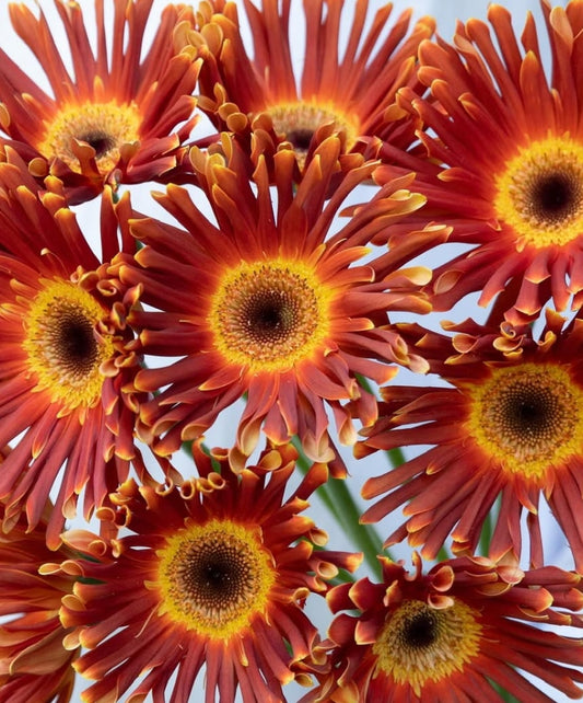 Gerbera ’Pasta D’Margio’ 50 Seeds