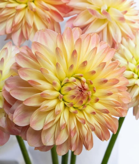 Dahlia ‘Pureness’ 100 Seeds