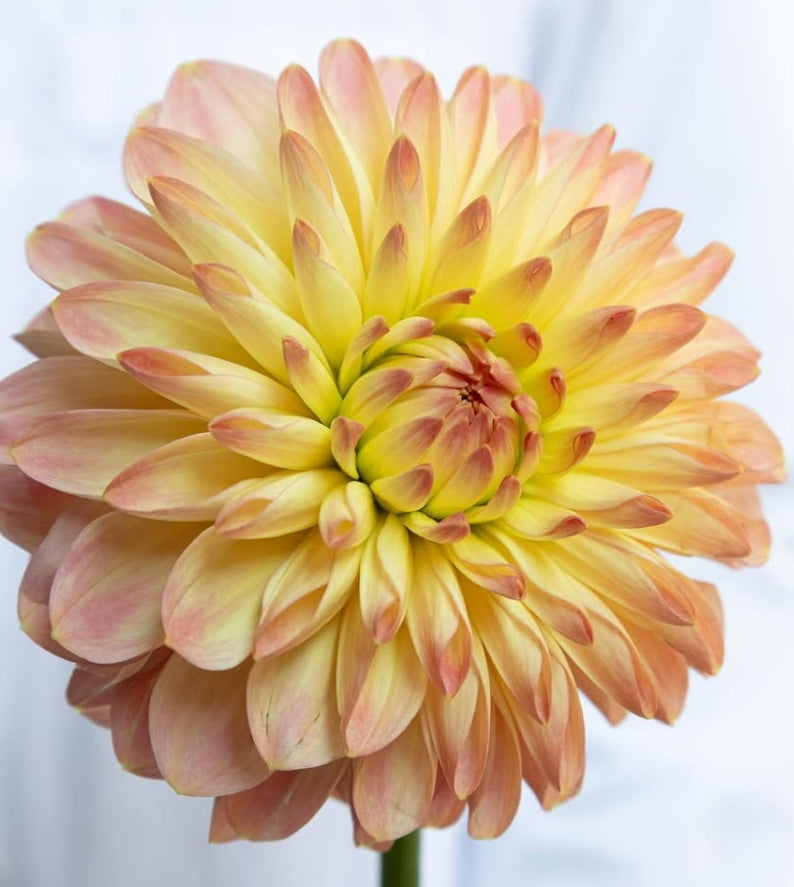 Dahlia ‘Pureness’ 100 Seeds