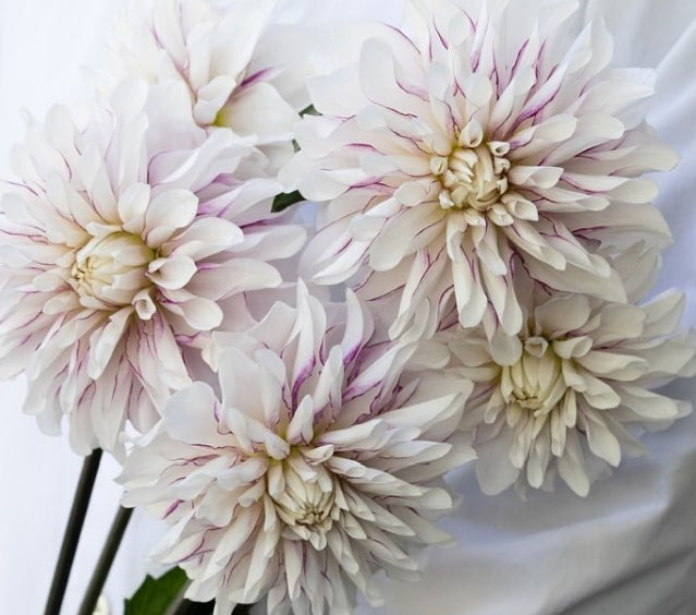 Dahlia ’Milky jam’ 100 Seeds