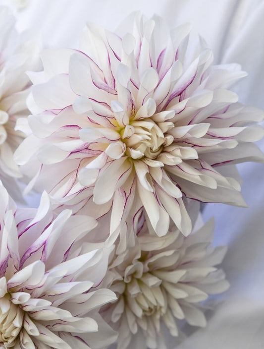 Dahlia ’Milky jam’ 100 Seeds