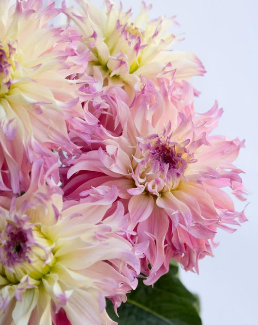 Dahlia ’Harukazeibara’ 100 Seeds