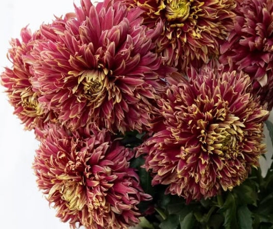 Chrysanthemum morifolium ‘Marble’ 100 Seeds