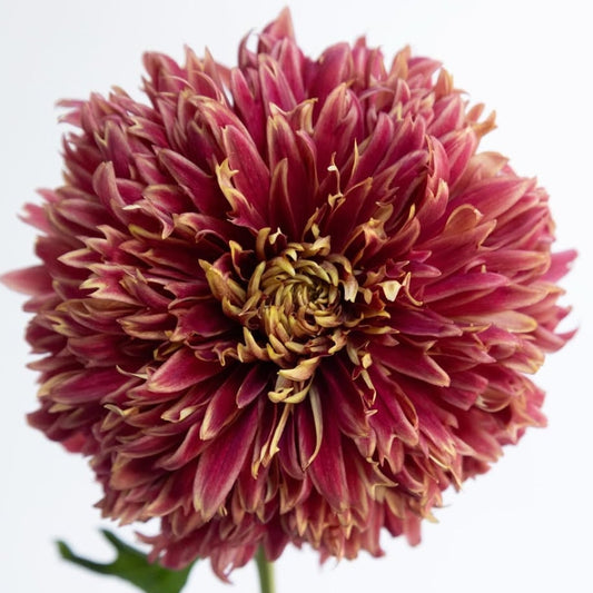 Chrysanthemum morifolium ‘Marble’ 100 Seeds