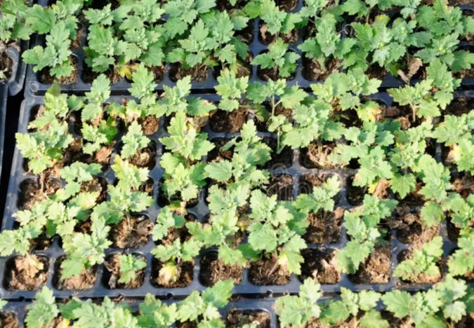 Chrysanthemum morifolium 'Rossa' 100 Seeds