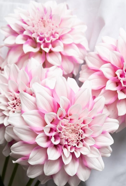 Dahlia pinnata ‘Silky Pink’ 100 Seeds