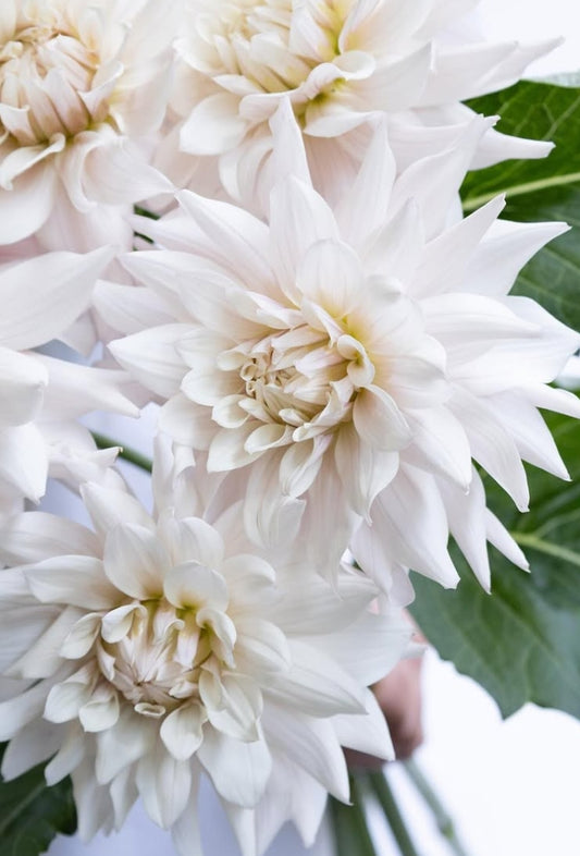 Dahlia ‘Cecil’ 100 Seeds
