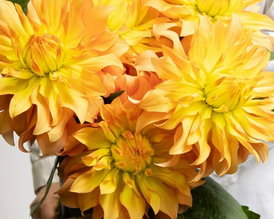 Dahlia hybrid ‘Hiyoku’ 100 Seeds