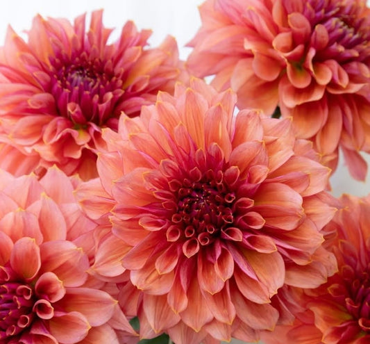 Dahlia ’Sepia’ 100 Seeds