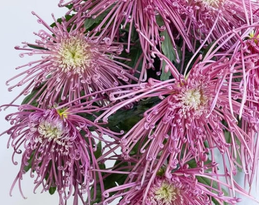 Chrysanthemum morifolium ‘Maxim pink’ 100 Seeds