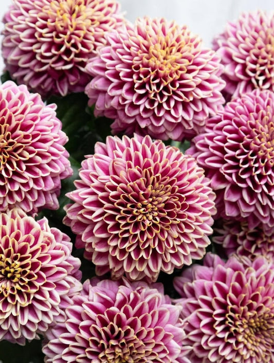 Chrysanthemum morifolium ‘Souls‘ 100 Seeds