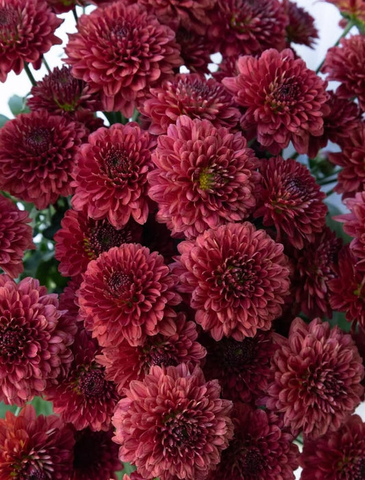 Chrysanthemum morifolium ‘Lollipop Red’ 100 Seeds
