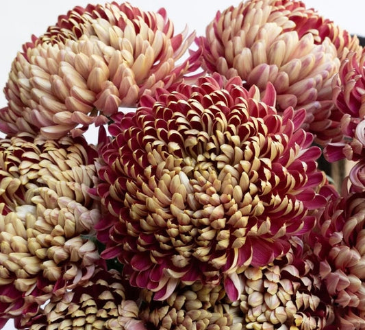 Chrysanthemum morifolium ‘Couture Blush’ 100 Seeds