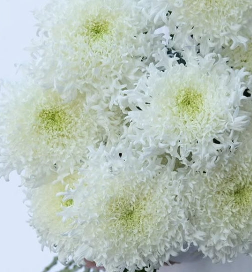 Chrysanthemum morifolium ‘Yume no Kirameki’ 100 Seeds