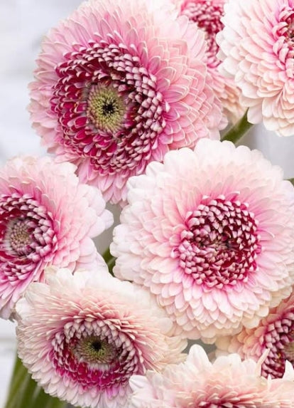 Gerbera ‘Camilla’ 50 Seeds