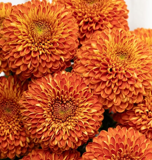 Chrysanthemum morifolium ‘Marrakesh’ 100 Seeds