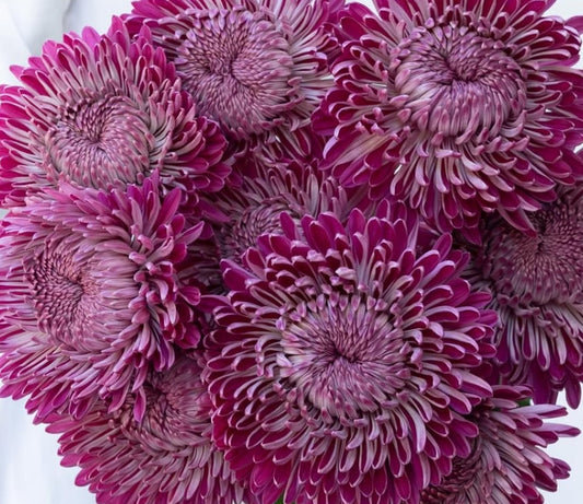 Chrysanthemum morifolium ‘Couture’ 100 Seeds