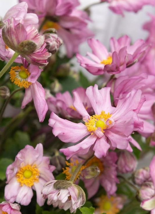 Anemone hupehensis var. japonica 6 Bulbs
