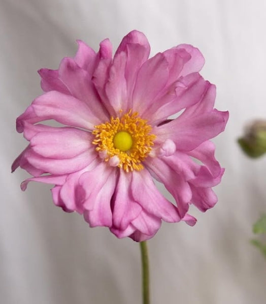 Anemone hupehensis var. japonica 6 Bulbs
