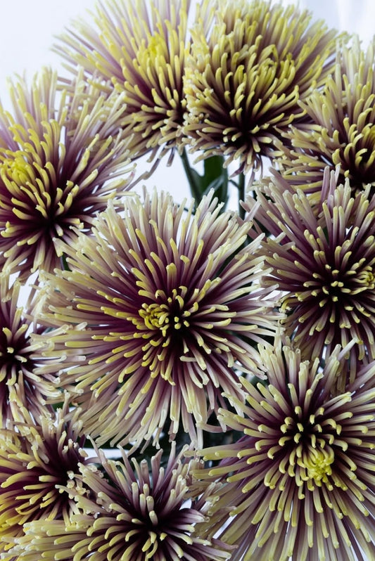 Chrysanthemum morifolium ‘Hedgehog’ 100 Seeds
