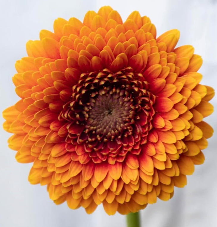 Gerbera ’Mazzola’ 50 Seeds