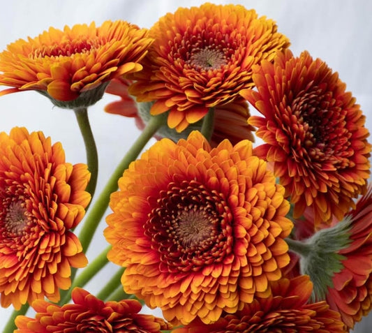 Gerbera ’Mazzola’ 50 Seeds