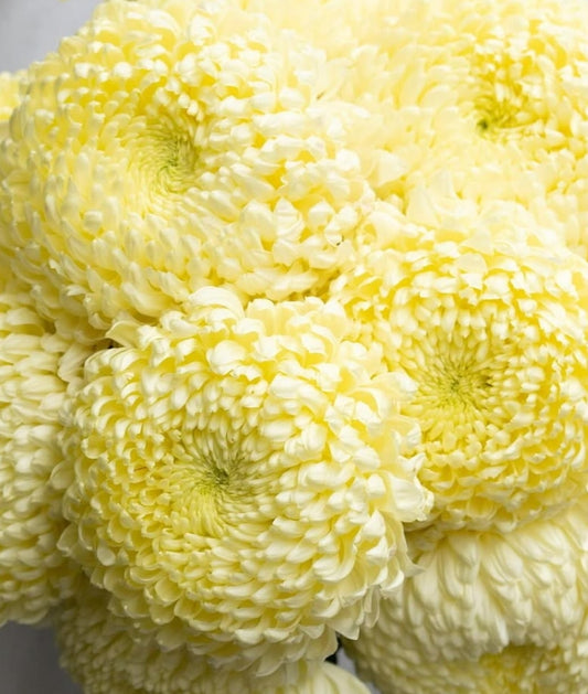 Chrysanthemum ’Whip’ 100 Seeds