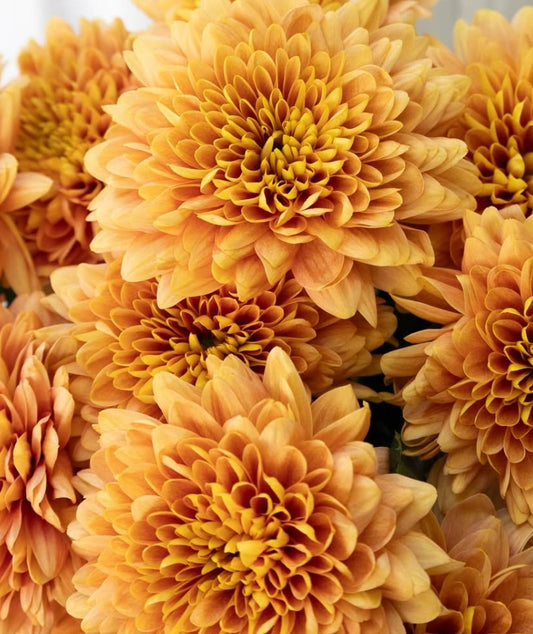 Chrysanthemum morifolium ‘Champagne Orange’ 100 Seeds