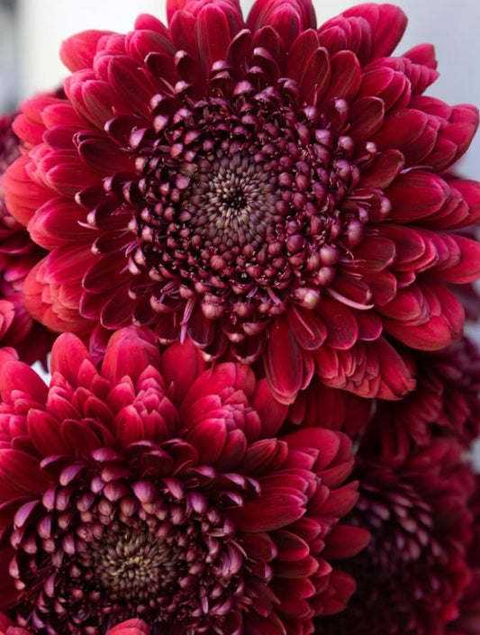 Gerbera ‘Bolero Neiro’ 50 Seeds