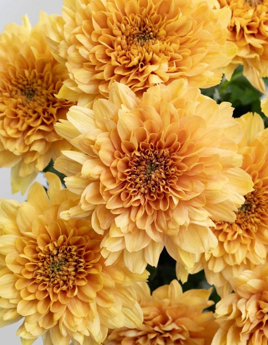 Chrysanthemum morifolium ‘Kalimba Orange’ 100 Seeds