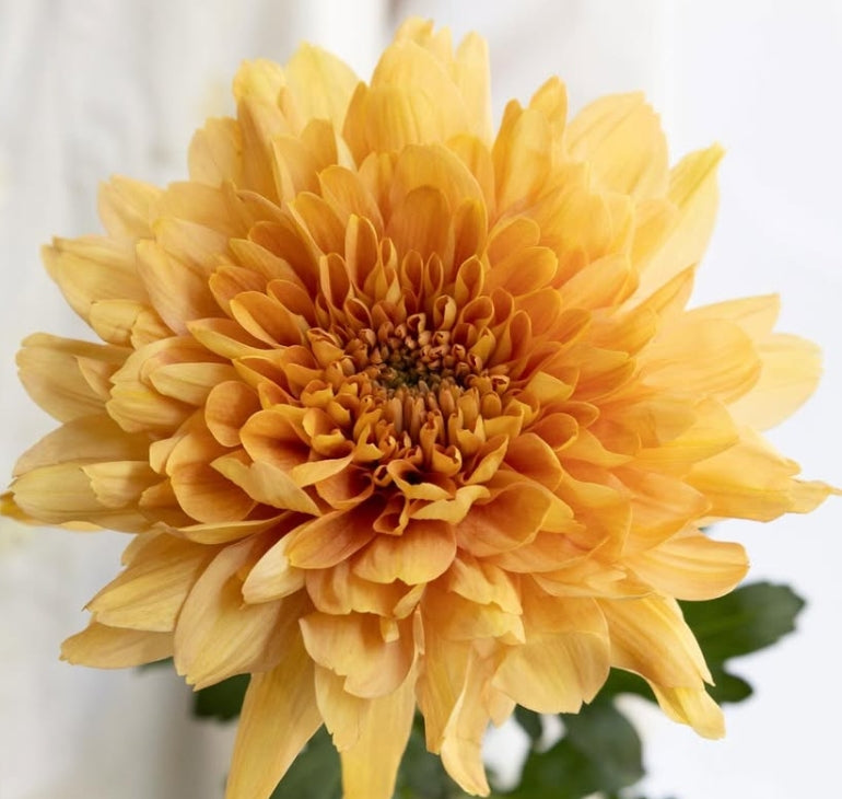 Chrysanthemum morifolium ‘Kalimba Orange’ 100 Seeds