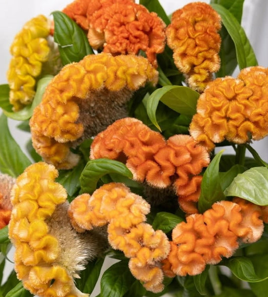 Celosia argentea 'Orange tiara' 60 Seeds