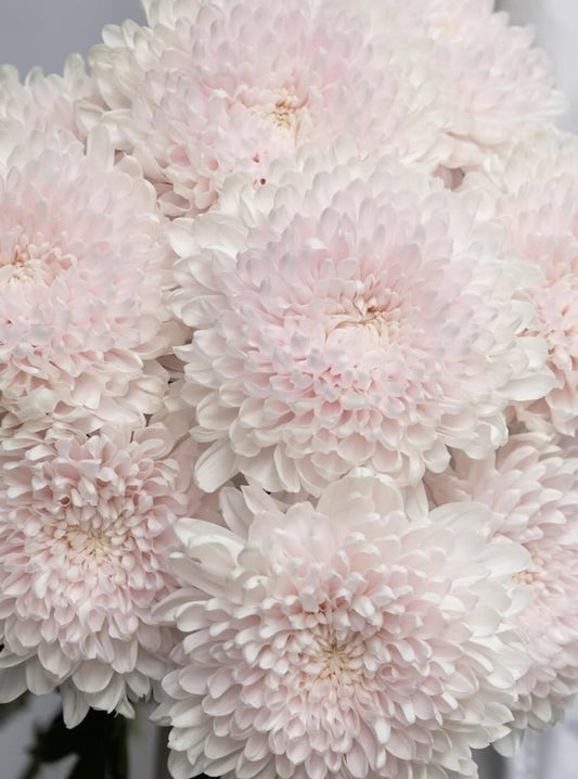 Chrysanthemum 'Sei Nouvelle' 100 Seeds